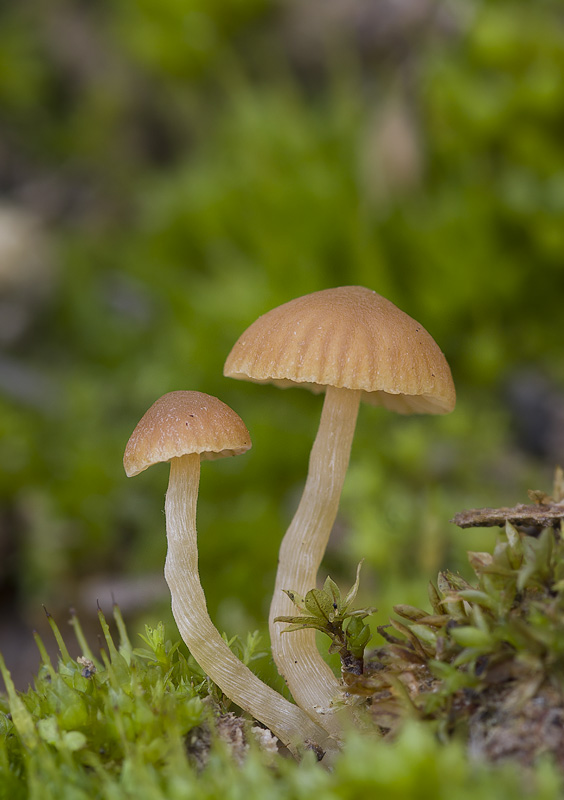 Galerina graminea